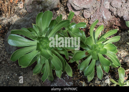 Untertasse Pflanze, Aeonium Urbicum, Crassulaceae, Lanzarote, Kanarische Insel, Spanien, endemisch Stockfoto