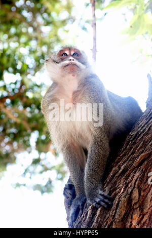 Closeup Portrait von wilden Affen auf Baum Stockfoto