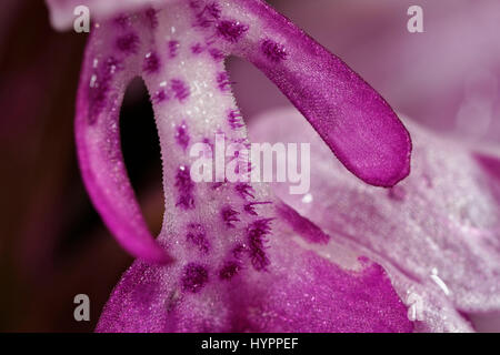 Detail des Orchis militaris, der militärischen Orchidee Stockfoto