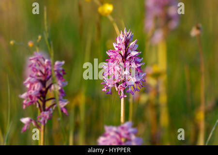 Orchis militaris, die militärische Orchidee auf der Wiese Stockfoto
