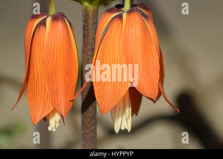 Fritillaria Imperialis - Nahaufnahme von Crist Pflanze Pr Kaiser Krone Stockfoto