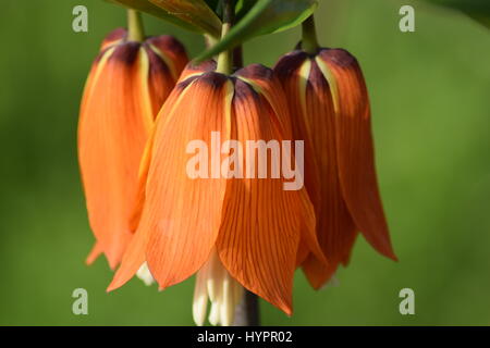 Fritillaria Imperialis - Nahaufnahme von Crist Pflanze Pr Kaiser Krone Stockfoto