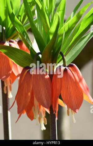 Fritillaria Imperialis - Nahaufnahme von Crist Pflanze Pr Kaiser Krone Stockfoto