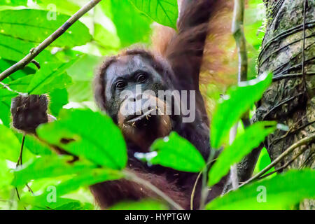 Kopf geschossen von einem Orang-utan Peering durch die Blätter Stockfoto