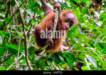 Baby Orang-utan in den Bäumen Stockfoto