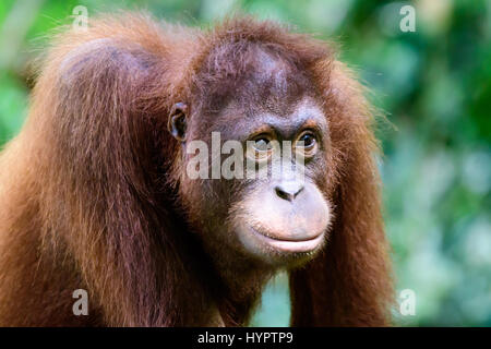 Intelligentes Gesicht von einem Orang-utan Stockfoto