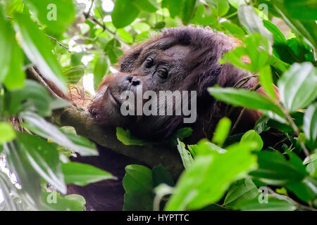 Kopf geschossen eines männlichen Flansch Orang-utan Stockfoto