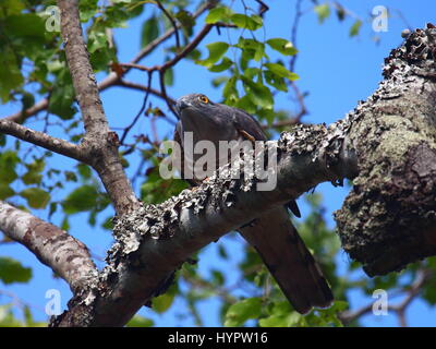 Afrikanischer Kuckuck Falke Aviceda Cocculoides in Miombo Waldland, Sambia, Afrika Stockfoto