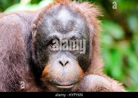 Nahaufnahme des Gesichts eines Orang-utan Stockfoto