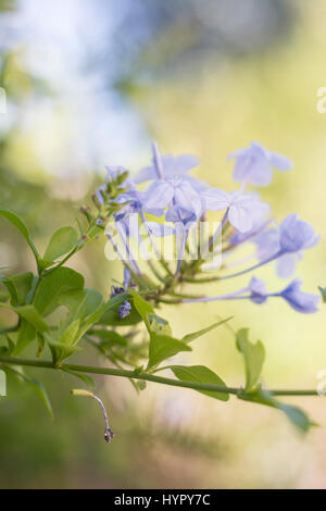 Plumbago Auriculata (Plumbago Capensis) Blumen. Blue Graphit, Kap Leadwort, Cape Plumbago oder Skyflower, Stockfoto