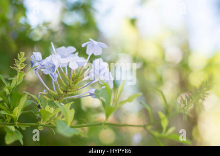 Plumbago Auriculata (Plumbago Capensis) Blumen. Blue Graphit, Kap Leadwort, Cape Plumbago oder Skyflower, Stockfoto