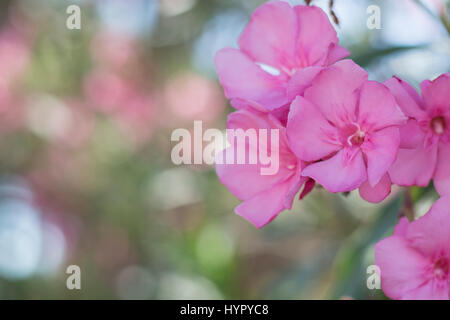 Nahaufnahme von rosa Blüten mit Weichzeichner. Nerium oleander Stockfoto