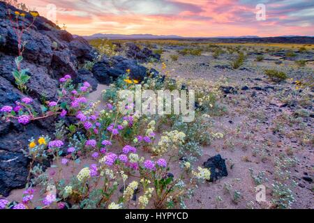 Wilde Blumen Teppich die Wüste am Amboy Krater im Mojave Trails National Monument 15. März 2017 in der Nähe von Amboy, Kalifornien. Das Mojave Trails National Monument erstreckt sich über 1,6 Millionen Hektar und umfasst schroffe Bergketten, alte Lavaströme und fossilen Betten und spektakulären Sanddünen. Stockfoto