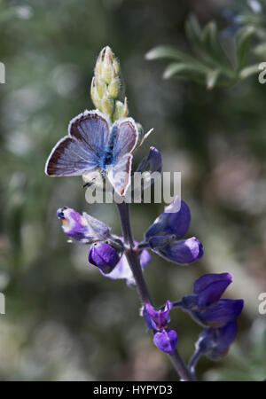 Silbrig blauer Schmetterling (Glaucopsyche lygdamus), der sich von Lupinsblüten ernährt Stockfoto