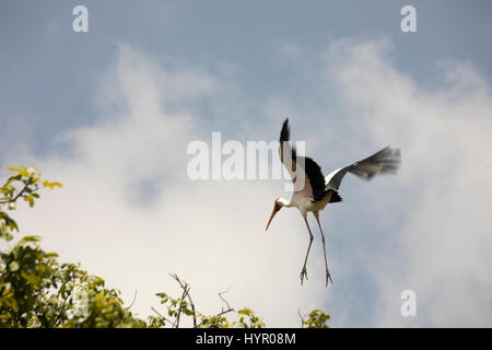 Wandernde gelb abgerechnet Storch im Flug in Baumkronen in Lake Manyara National Park, Tanzaniza, Afrika. Stockfoto