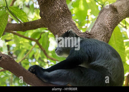 Sykes oder blau Affe auf Ast des Baumes in Lake Manyara National Park, Tansania, Afrika. Stockfoto