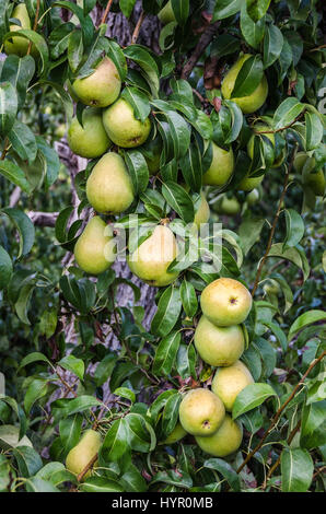 Reife Birnen hängen an einem Baum im Chelan County Washington Bereit für die Ernte und den Verkauf an den Verbraucher vor Ort Oder international versendet Stockfoto