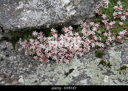 Fetthenne Sedum Angclicum Dartmoor National Park Devon England Englisch Stockfoto