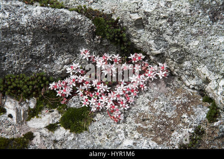 Fetthenne Sedum Angclicum Dartmoor National Park Devon England Englisch Stockfoto