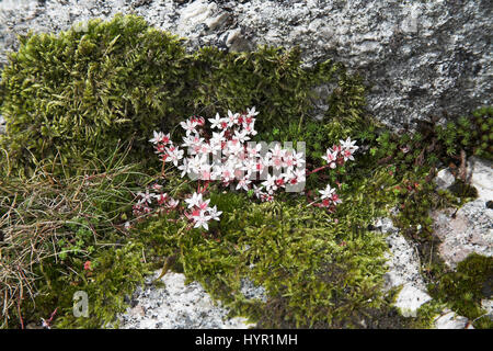 Fetthenne Sedum Angclicum Dartmoor National Park Devon England Englisch Stockfoto