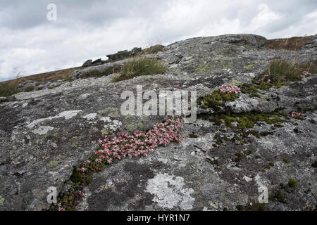 Fetthenne Sedum Angclicum Dartmoor National Park Devon England Englisch Stockfoto