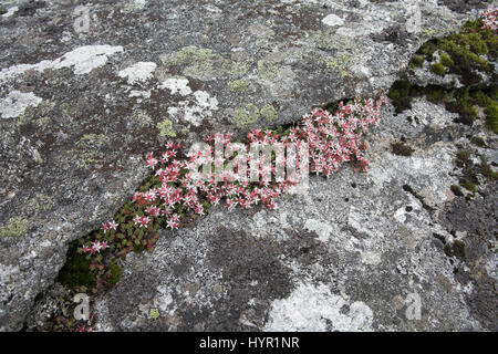 Fetthenne Sedum Angclicum Dartmoor National Park Devon England Englisch Stockfoto