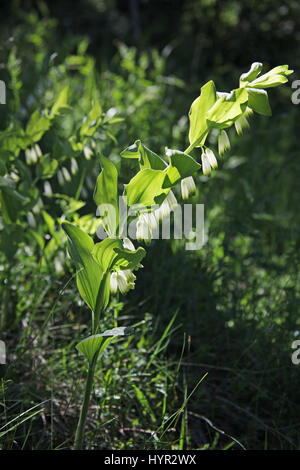 Eckige Salomonssiegel Polygonatum Odoratum Hintergrundbeleuchtung Stockfoto