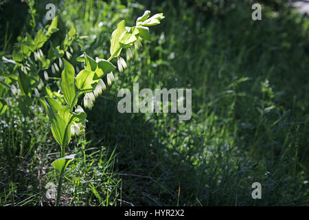 Eckige Salomonssiegel Polygonatum Odoratum Hintergrundbeleuchtung Stockfoto