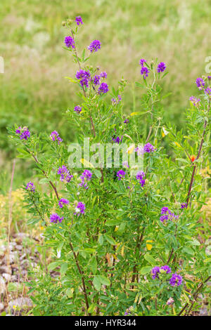 Pitch Dreiblatt Psoralea Bituminosa Naturparks Vercors Frankreich Stockfoto