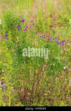 Pitch Dreiblatt Psoralea Bituminosa Naturparks Vercors Frankreich Stockfoto