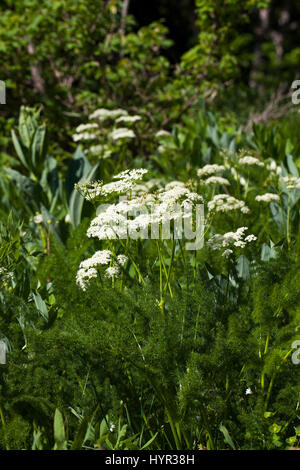 Spignel Meum Athamanticum in alpinen Wiese Hauts Plateaux Reserve Vercors regionalen natürlichen Parks Vercors Frankreich Stockfoto