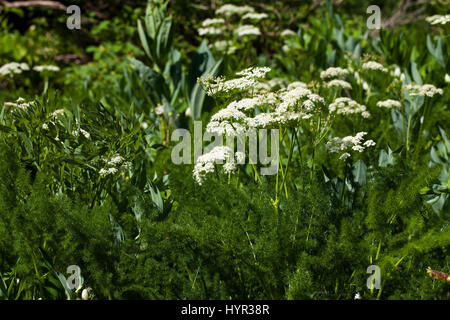 Spignel Meum Athamanticum in alpinen Wiese Hauts Plateaux Reserve Vercors regionalen natürlichen Parks Vercors Frankreich Stockfoto