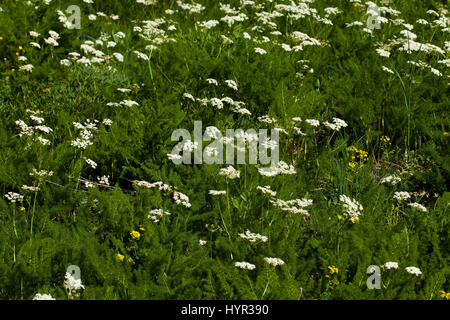 Spignel Meum Athamanticum in alpinen Wiese Hauts Plateaux Reserve Vercors regionalen natürlichen Parks Vercors Frankreich Stockfoto