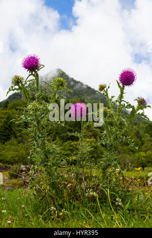 Nickende Distel Blütenstandsboden Nutans mit dahinter liegenden Berge in der Nähe der Barrage du Tech Nationalpark Pyrenäen-Frankreich Stockfoto
