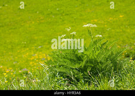 Spignel Meum Athamanticum Vercors regionalen natürlichen Parks Vercors Frankreich Mai 2015 Stockfoto