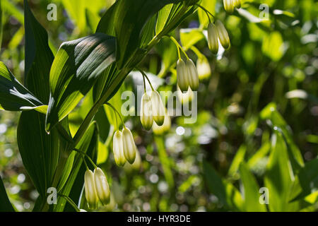 Eckige Salomonssiegel Polygonatum Odoratum beleuchtet wieder von Licht des frühen Morgens Haut Plateau Reserve Vercors natürlichen Park Vercors Frankreich Juni 2016 Stockfoto