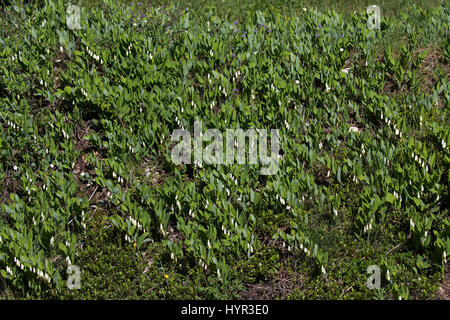 Eckige Salomos Siegel Polygonatum Odoratum Haut Plateau Reserve Vercors natürlichen Park Vercors Frankreich Juni 2016 Stockfoto