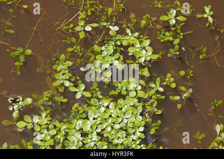 Gemeinsamen Wasser Hahnenfußgewächse Callitriche Stagnalis mit gemeinsamen Pondskater Gerris Lacustris in einem Pool in einem schlammigen verfolgen gemeinsame Hampshire Haken und Isle Of Wight Stockfoto