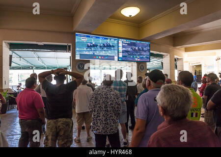 HALLANDALE BEACH, USA - 11. März 2017: Menschen Wetten auf Pferderennen in Gulfstream Park Casino in Hallandale Beach. Florida, United States Stockfoto