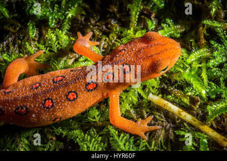 Eine orange Newt ruht auf einem Bett aus Moos. Stockfoto