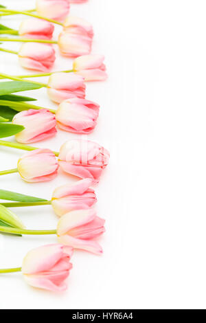 Reihe von rosa Tulpen Blumen auf weißem Hintergrund. Stockfoto
