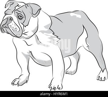 Vector Skizze Hand Zeichnung Illustration Bulldogge stehend Stock Vektor