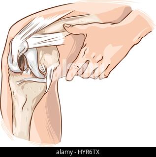 weißem Hintergrund-Vektor-Illustration von einem Knie Stock Vektor