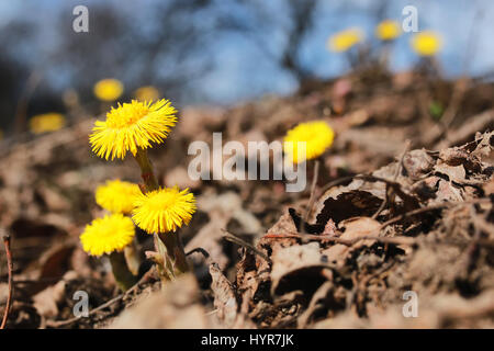 erste Blüten Stockfoto