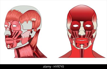 Anatomie Seiten- und Frontansicht der wichtigsten Gesichtsmuskeln eines Mannes Stock Vektor