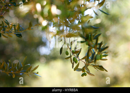 Baum Olivenzweig, Friedenssymbol, auf eine nachhaltige landwirtschaftliche Bio-Bauernhof, mit reifen Oliven für kalte Pressung von Olivenöl extra vergine. Stockfoto