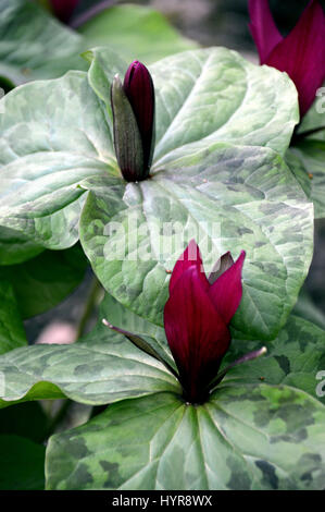 Ein Bündel von Giant Purple Wakerobin (Trillium Kurabayashii) in eine Grenze bei RHS Garden Harlow Carr, Harrogate, Yorkshire. Stockfoto