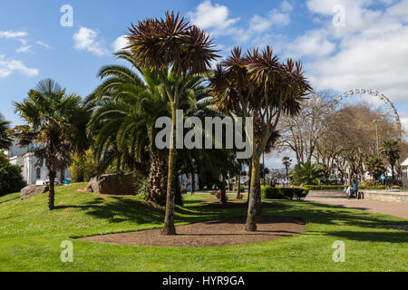 Das englische Riviera Wheel sah durch cordyline australis Bäume und Torbay Palmen in Torquay. Stockfoto