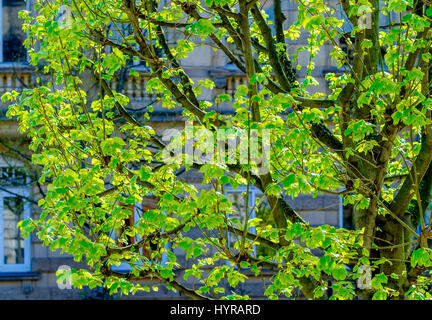 Grüne Feder Lime Tree Laub, Elsass, Frankreich, Europa, Stockfoto