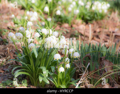 Schöne Snwoflake Frühlingsblumen blühen Stockfoto